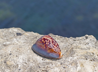 Seashell on the stone