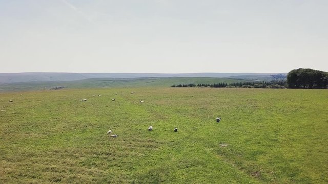 Aerial view of farmland with livestock grazing. Ascending drone footage from fields with sheep on it. Green lushes landscape with grazing animals.