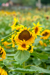 A close-up of sunflowers open in the suburbs