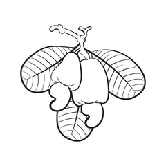 black outline isolated cashew with leaves vector drawing
