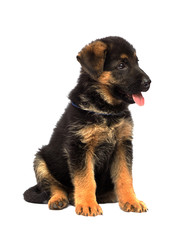 German shepherd puppy isolated