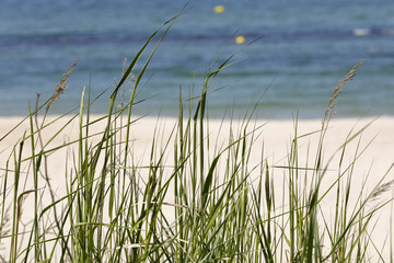 Wild grasses by the sea on sandy dunes