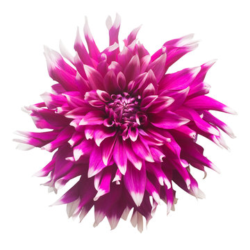 Dahlia flower in several colors macro isolated on white background. Botanical, concept, flora, idea. Flat lay, top view. Wedding, bride, love. Pink, purple