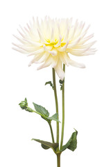 White and yellow flower dahlia isolated on white background. Flat lay, top view