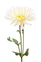 Crédence de cuisine en verre imprimé Dahlia White and yellow flower dahlia isolated on white background. Flat lay, top view