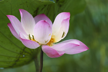 Fototapeta premium The pink lotus is surrounded by green lotus leaves.