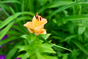 Flower lily Apricot Fudge reminds a rose in garden