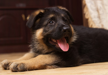 German Shepherd puppy at home