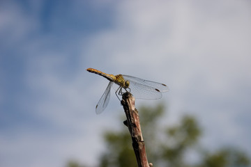Dragonfly