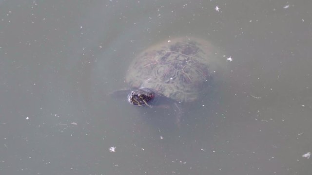 Turtle swiming in dirty water 4K