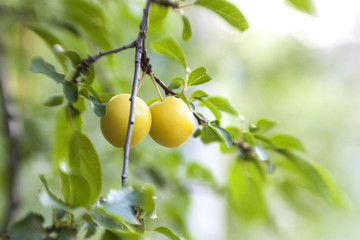 Сherry plum