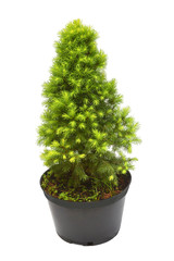 Picea glauca Daisy`s White in a pot isolated on white background. Spruce canadian. Conifers. Christmas tree. New Year