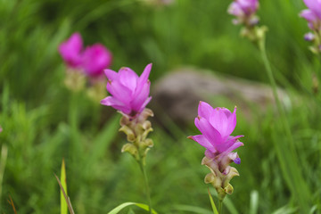 Fototapeta premium Pink Krachai flowers blooming in season with sunshine grow in Chaiyaphum, Thailand.