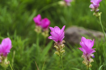Fototapeta premium Pink Krachai flowers blooming in season with sunshine grow in Chaiyaphum, Thailand.