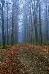 Fototapeta premium Mystical condition of a forest in the early morning