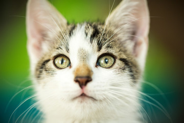 hübsches Katzengesicht