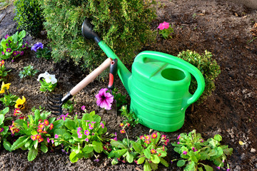 Garden tools shovel, rake, watering can and flowers of primroses, petunia, pansies and thuja smaragd