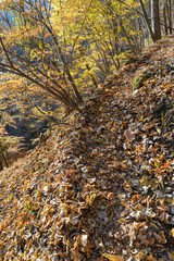 両神山の秋の登山道
