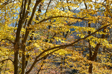 Fototapeta premium 両神山の紅葉