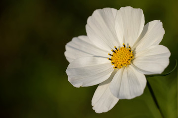 Obraz premium Schmuckkörbchen