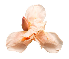 Fototapeta na wymiar Beautiful yellow-pink iris flower isolated on white background. Macro photo. Flat lay, top view