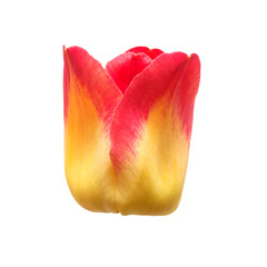 One yellow-red tulip flower isolated on white background. Still life, wedding. Flat lay, top view