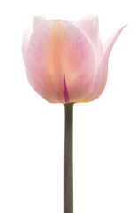 One pink tulip flower isolated on white background. Still life, wedding. Flat lay, top view