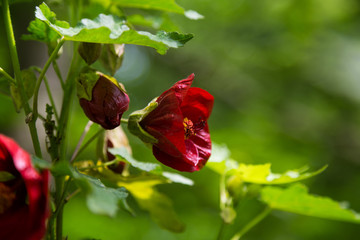 A beautiful summer flowers blooming in the parks of London. Colorful closeup.