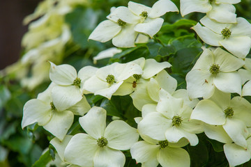 A beautiful summer flowers blooming in the parks of London. Colorful closeup.