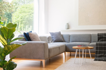 Wooden table next to grey corner couch in living room interior with poster, plant and window. Real photo