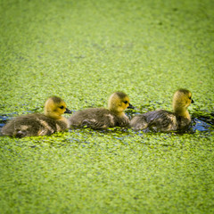 Goose family in the park of London. Bird portrait. Waterfowl in city.
