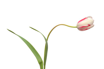 One pink tulip flower isolated on white background. Still life, wedding. Unusual curved shape of...