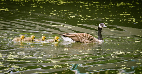 Goose family swimming in the canal.