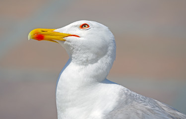 White and grey seagull
