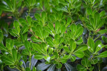 A beautiful, green vegetation of parks in London. Green leaves in summer. Park in city.