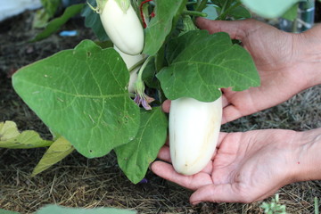 Bush with fruits of aubergine © Yevhenii Slivin