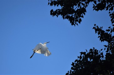 bird flying