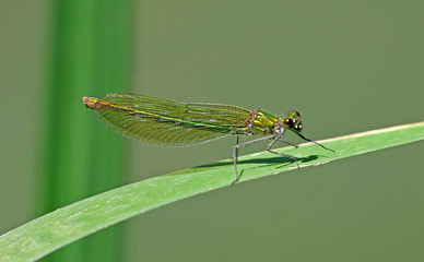 dragon-fly sits on a tree