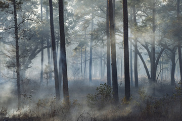 Old-growth Longleaf pine forest at a southern plantation during a controlled burn