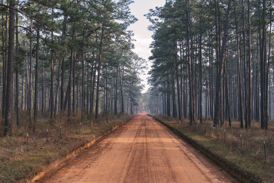 Longleaf pine forest and clay road at a southern plantation during a controlled burn