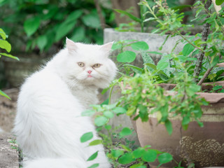animal pet and hobby concept from white persian cat with yellow eye walk and enjoy in garden with soft focus background