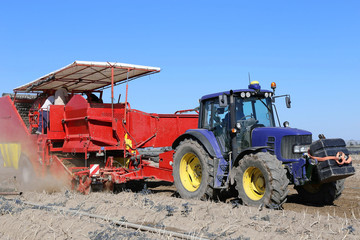Traktor mit Erntemaschine beim Kartoffeln roden
