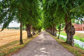 A beautiful tree avenue in Mecklenburg, Northern Germany