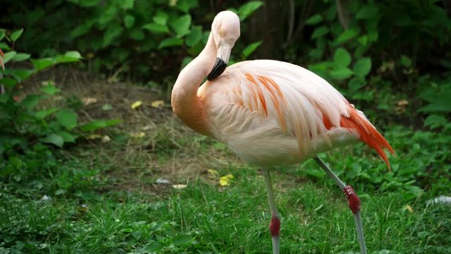 This graceful flamingo walks around using it's beak to make up the feathers.