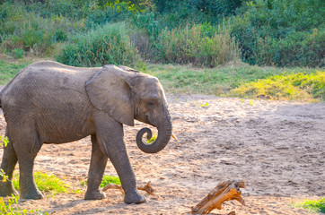 Baby elephant 