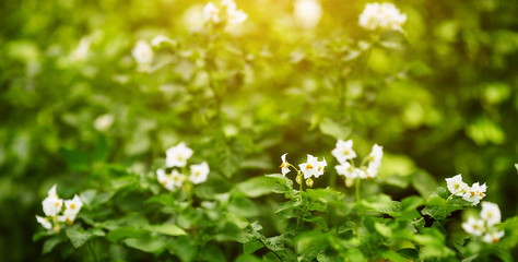 Blooming potato plants on the field. Selective focus.