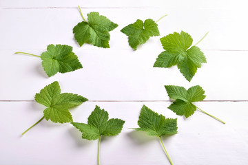 Green leaves on white background with round copy space in the center