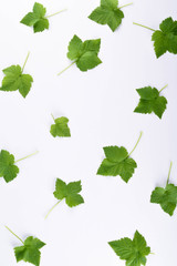 Green leaves on white background with round copy space in the center