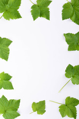 Green leaves on white background with round copy space in the center