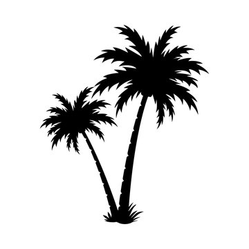 Palm tree silhouette vector image.